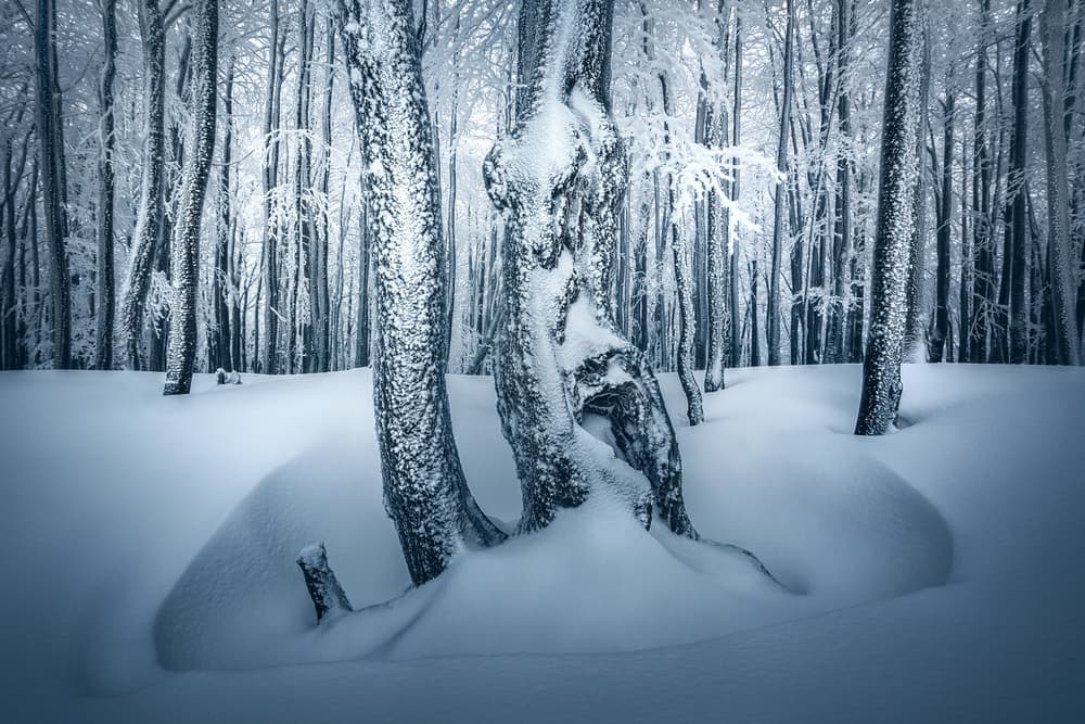 Serene Snowy Forest by Peter Kováčik — canvas wall art