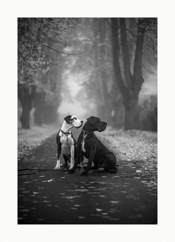 Two Dogs Foggy Path by Ole Walter Sundlo — canvas wall art
