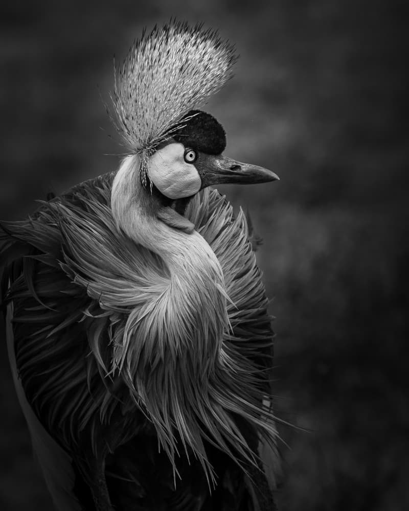 Elegant Crane Portrait by Hung Tsui — canvas wall art
