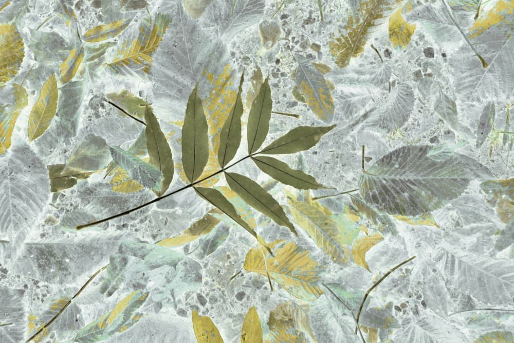 Faded Autumn Leaves by Christina Sillen — canvas wall art