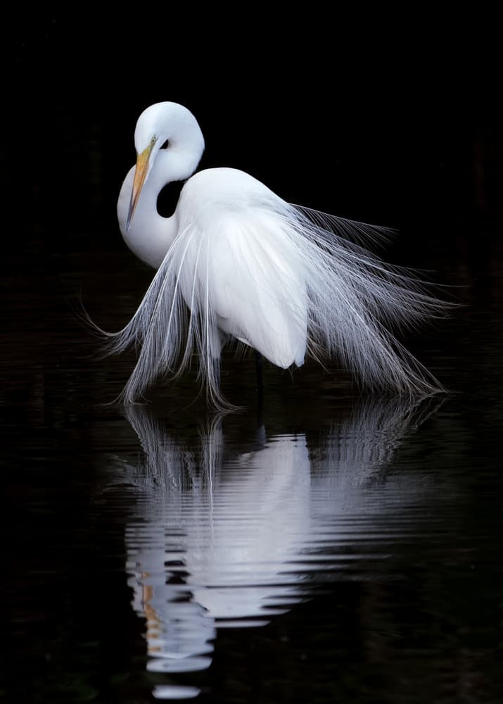 Graceful Egret Reflection by Ben Li — canvas wall art