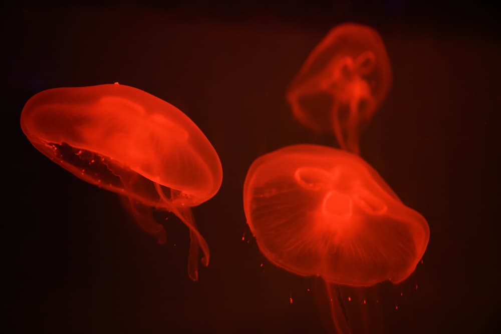 Glowing Red Jellyfish by Tal Paz-Fridman — canvas wall art