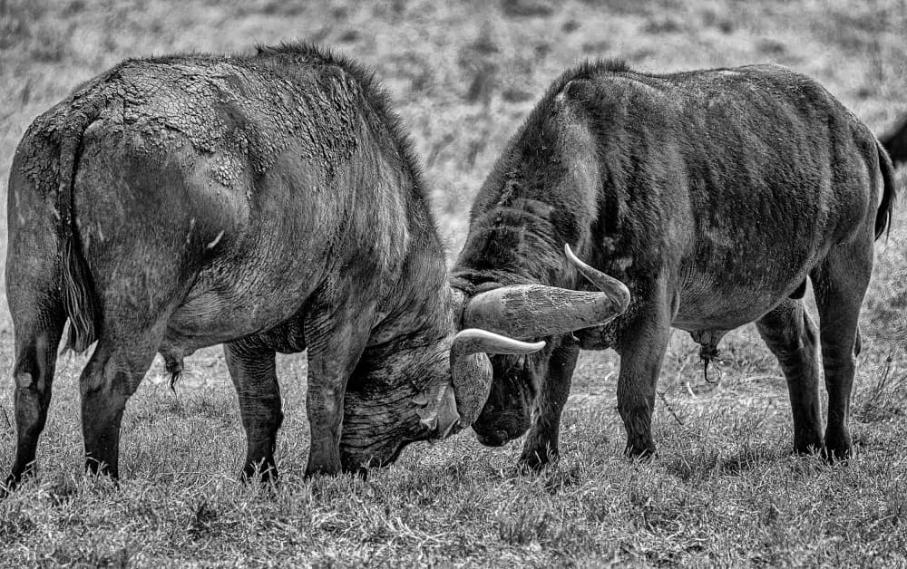 Wildebeest Clash by Jois Domont ( J.L.G.) — canvas wall art