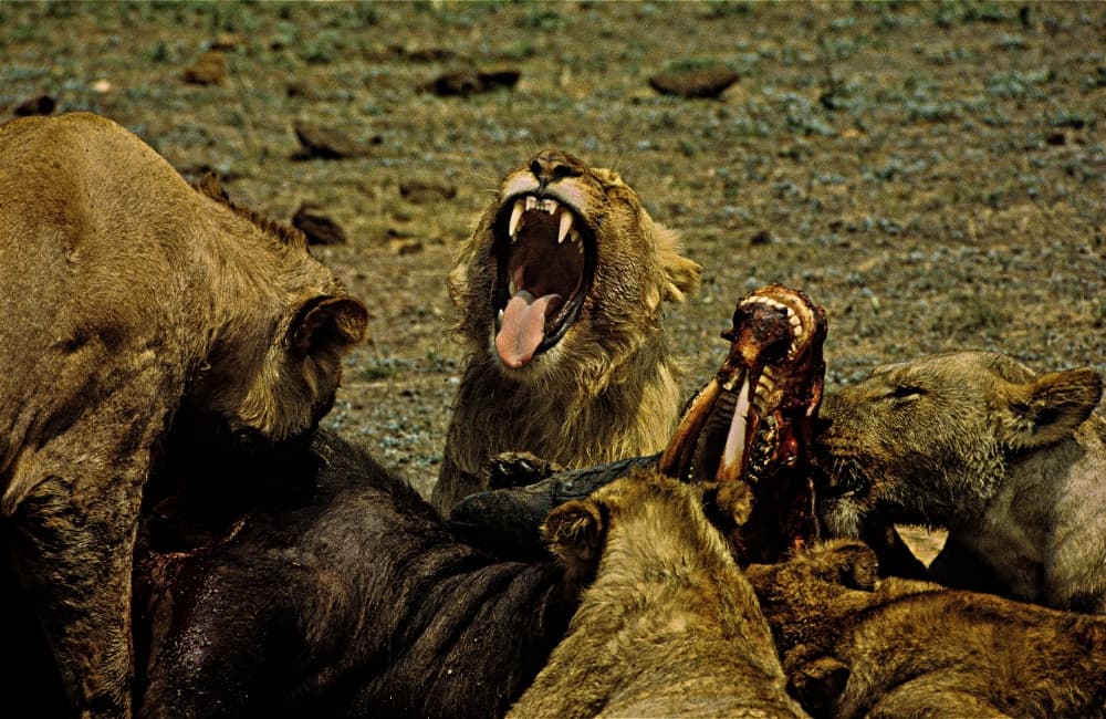 Savannah Lions Feast by Ralf Kayser — canvas wall art