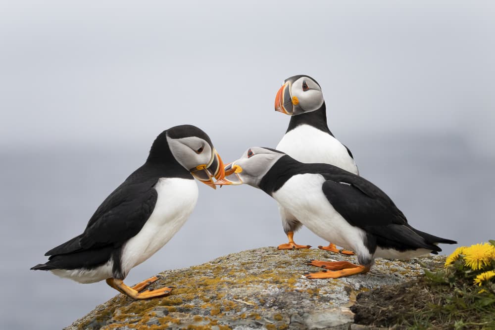 Atlantic Puffin Trio by Molly Fu APA — canvas wall art
