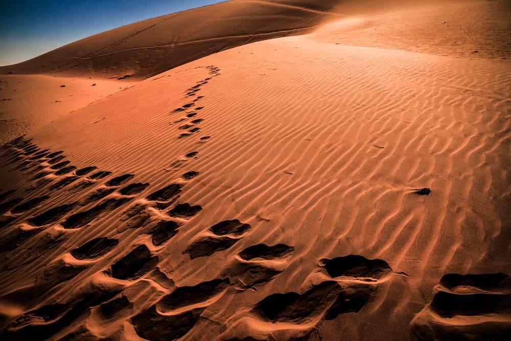 Desert Footprint Trails by Linda Wride — canvas wall art