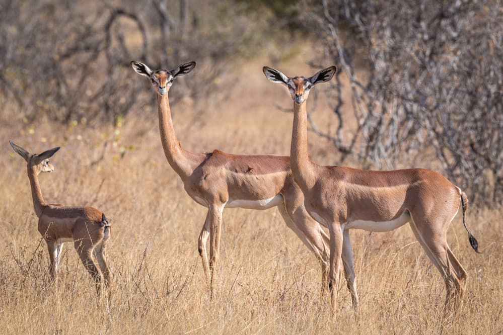 African Gerenuk Family by Jeffrey C. Sink — canvas wall art