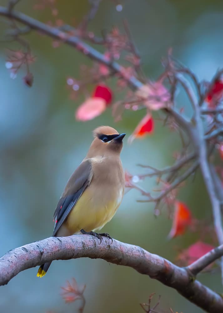Autumn Waxwing Serenity by Johnson Huang — canvas wall art