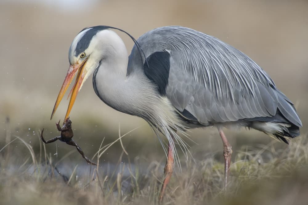 Heron Catches Frog by The Jar - Geir Jartveit — canvas wall art
