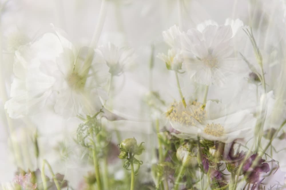 Ethereal White Flowers