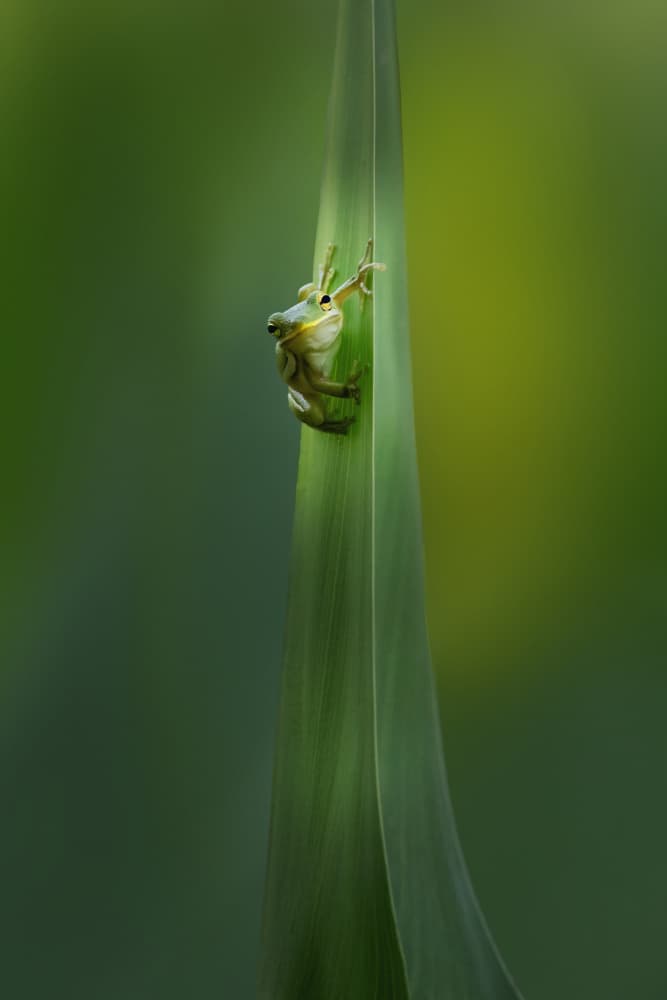 Frog on Green Grass by Qing Zhao — canvas wall art