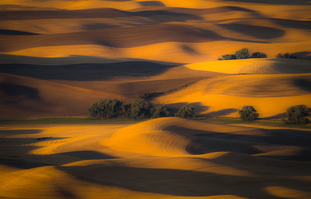 Golden Rolling Fields by Eunice Kim — canvas wall art