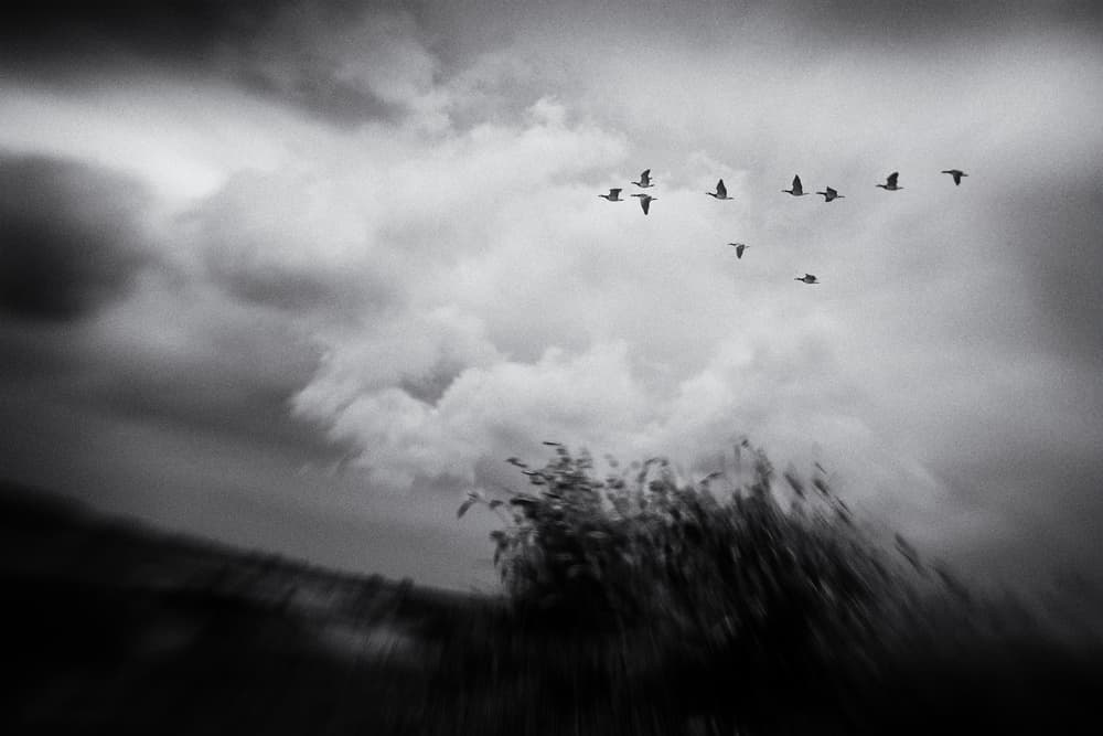 Birds Through Stormy Sky by Jacob Tuinenga — canvas wall art