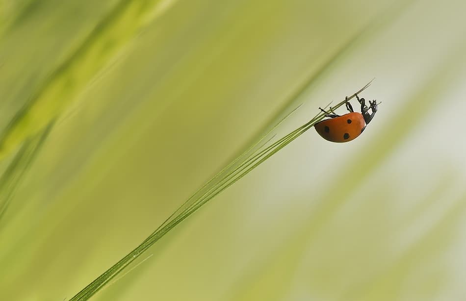 Ladybug's Green Perch by Maryam Zahirimehr — canvas wall art