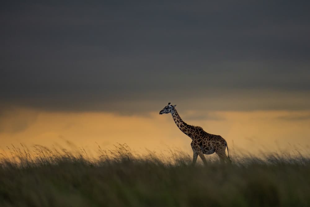 Giraffe at Golden Hour by Rajat Dhesi — canvas wall art