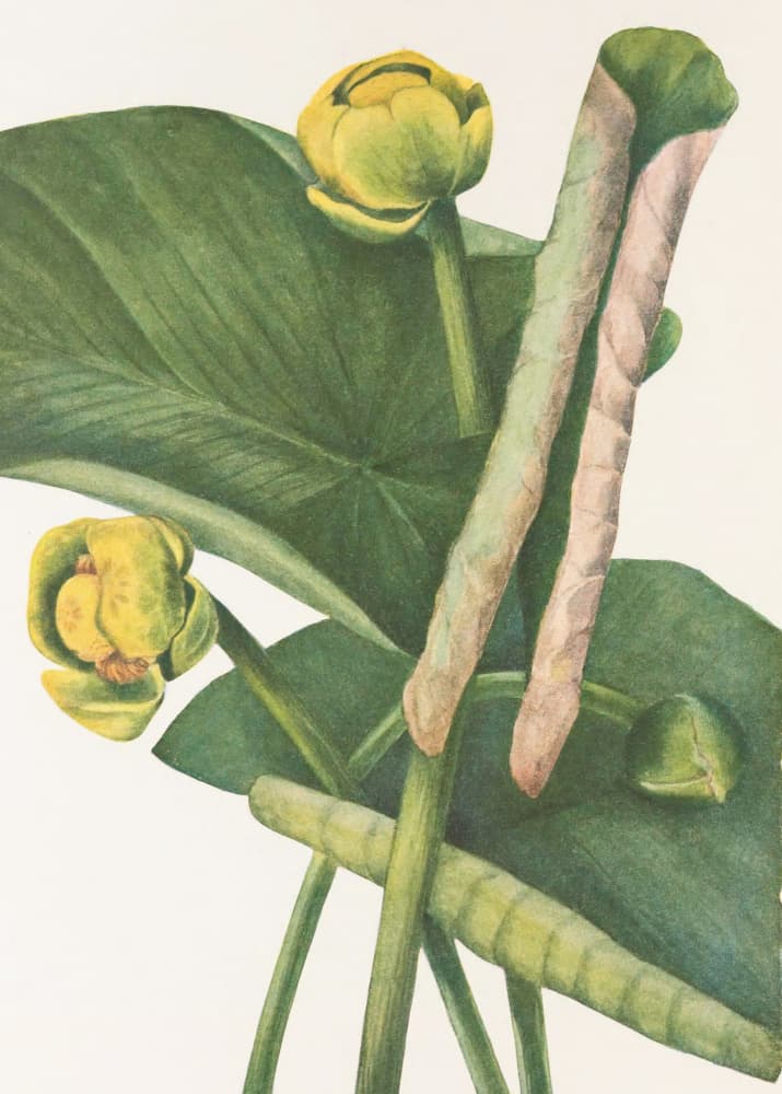 Spatterdock From North American Wildflowers (1925) By Mary Vaux Walcott. by Mary Vaux Walcott — canvas wall art