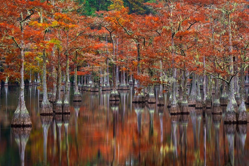 Autumn Cypress Water Reflections by Chris Moore — canvas wall art