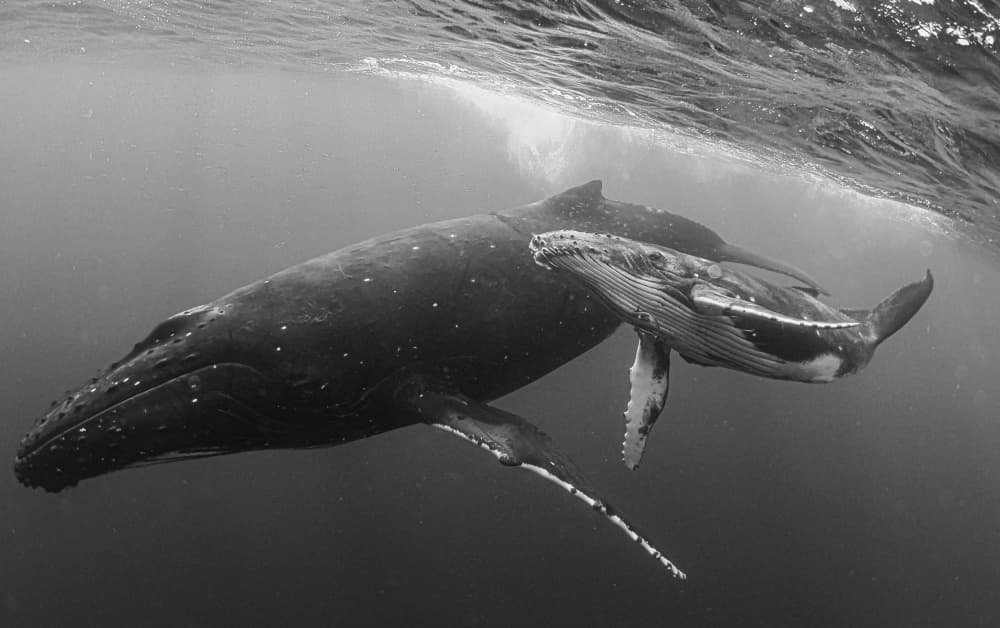 Humpback Mother And Calf by KIMIO KOBAYASHI — canvas wall art