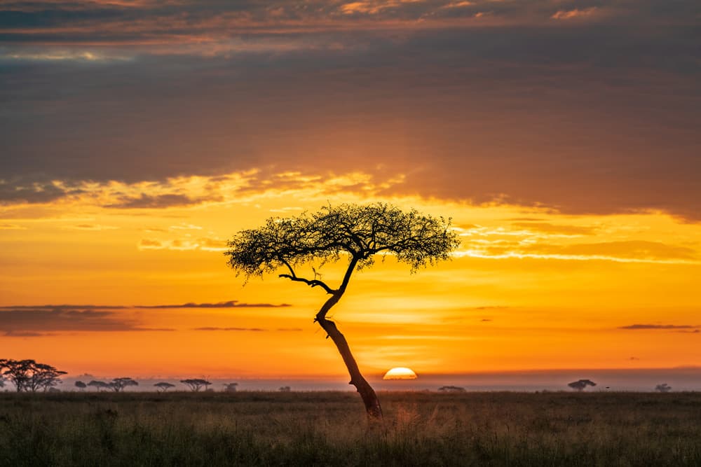 Golden African Sunset by Jeffrey C. Sink — canvas wall art