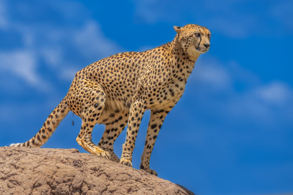Alert Cheetah on Rock by Yogesh Bhatia — canvas wall art