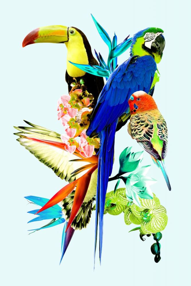 Vibrant Tropical Birds by Gemma Bardot — canvas wall art