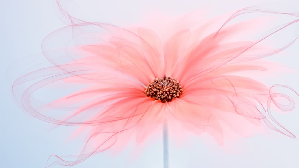 Soft Pink Bloom by Chuan Chen APA — canvas wall art