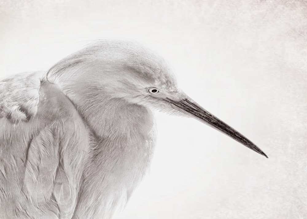 Elegant White Egret by Lucie Gagnon — canvas wall art