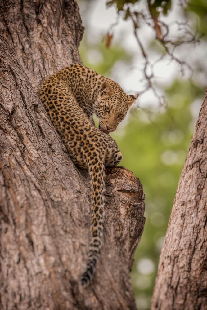 African Leopard In Tree by Jaco Marx — canvas wall art