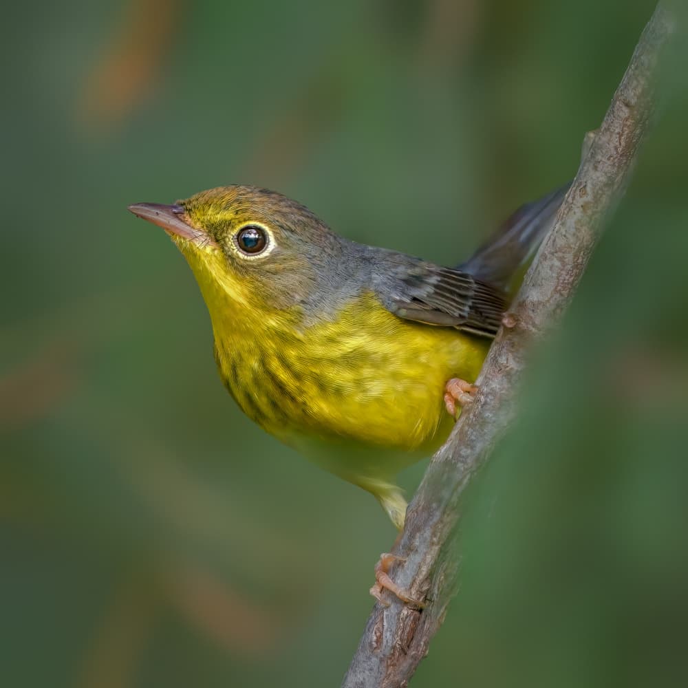Vibrant Yellow Bird by Jacob (Jian) Xu — canvas wall art
