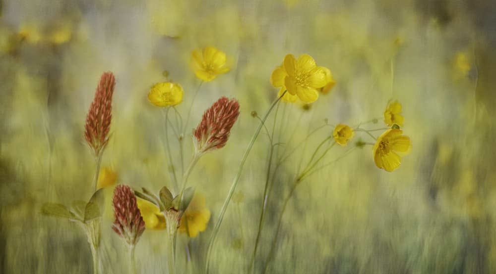 Dreamy Meadow Flowers by Marie-anne Stas — canvas wall art