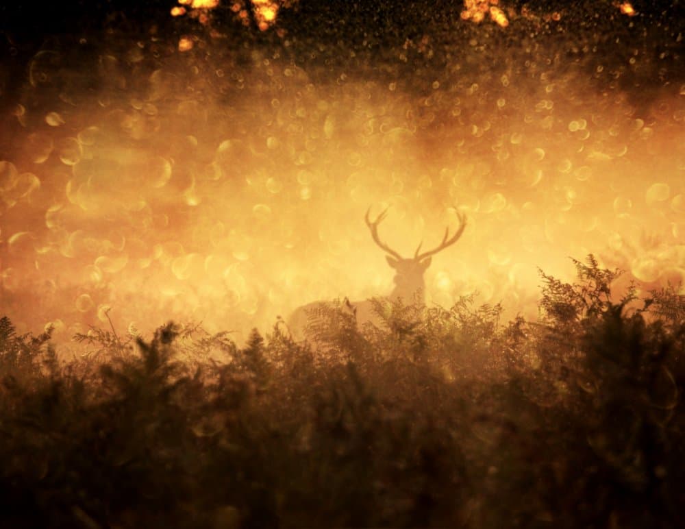 Deer in Golden Mist by Robert Fabrowski — canvas wall art