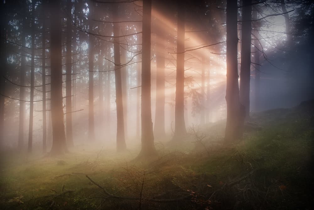 Misty Forest Sunbeams by Burger Jochen — canvas wall art