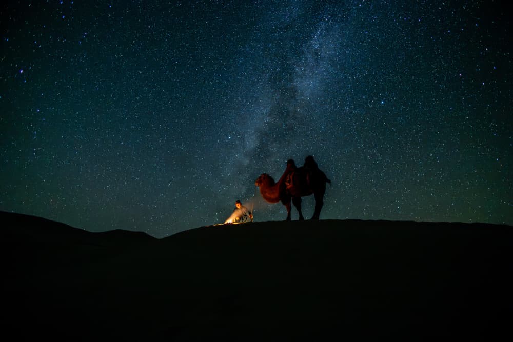 Camel Under Starry Sky by ADIREK M — canvas wall art