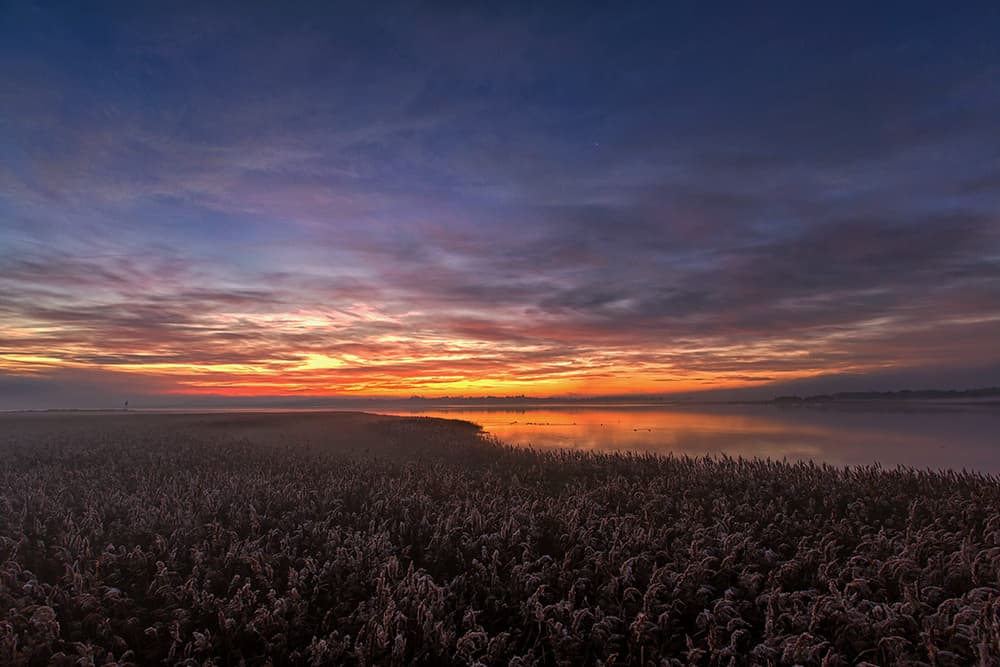 Frosted Reeds Sunrise by Leif Løndal — canvas wall art