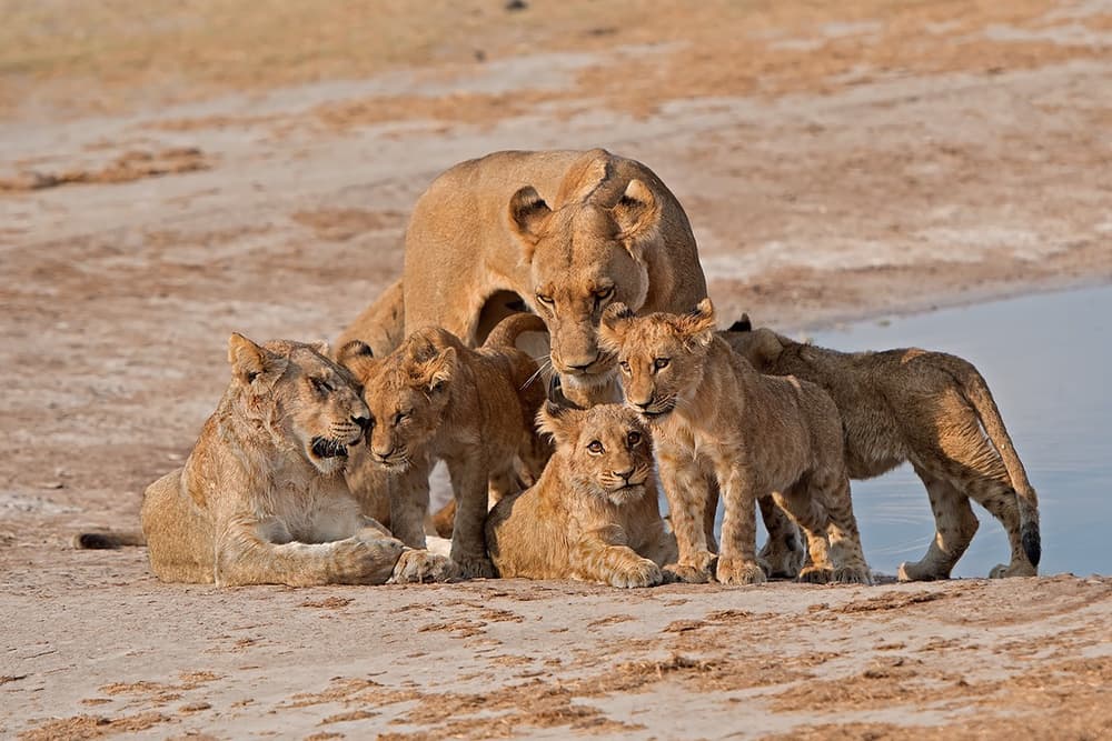 African Lion Family by Marco Pozzi — canvas wall art