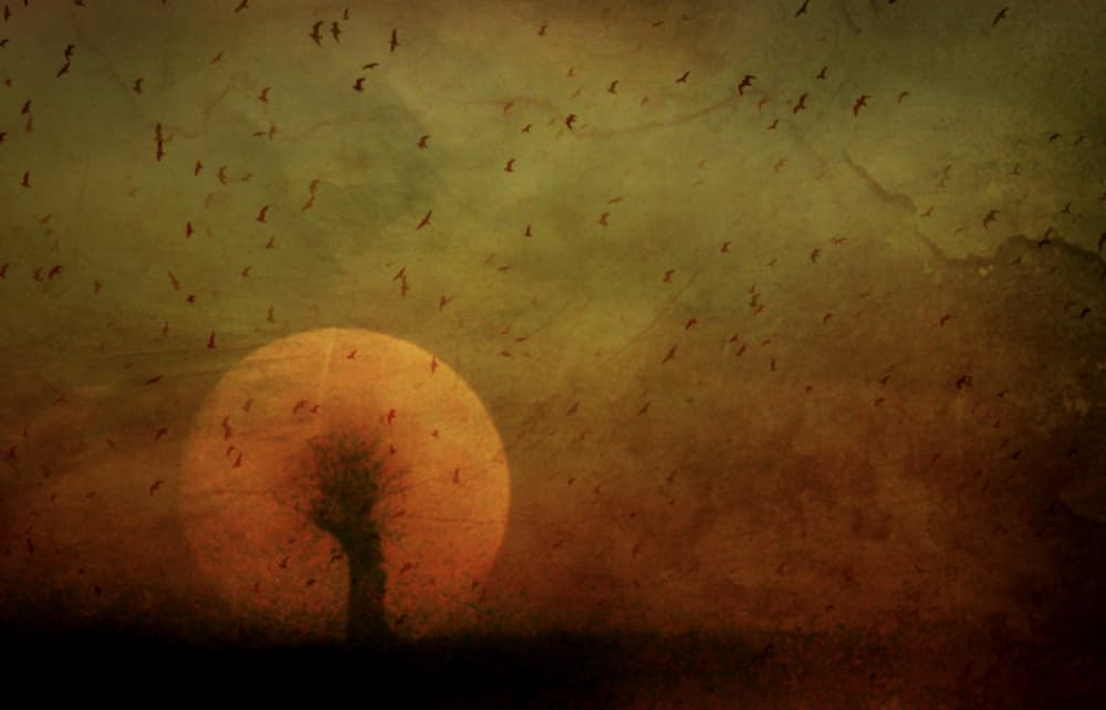 Ethereal Sunset Tree by Robert Fabrowski — canvas wall art