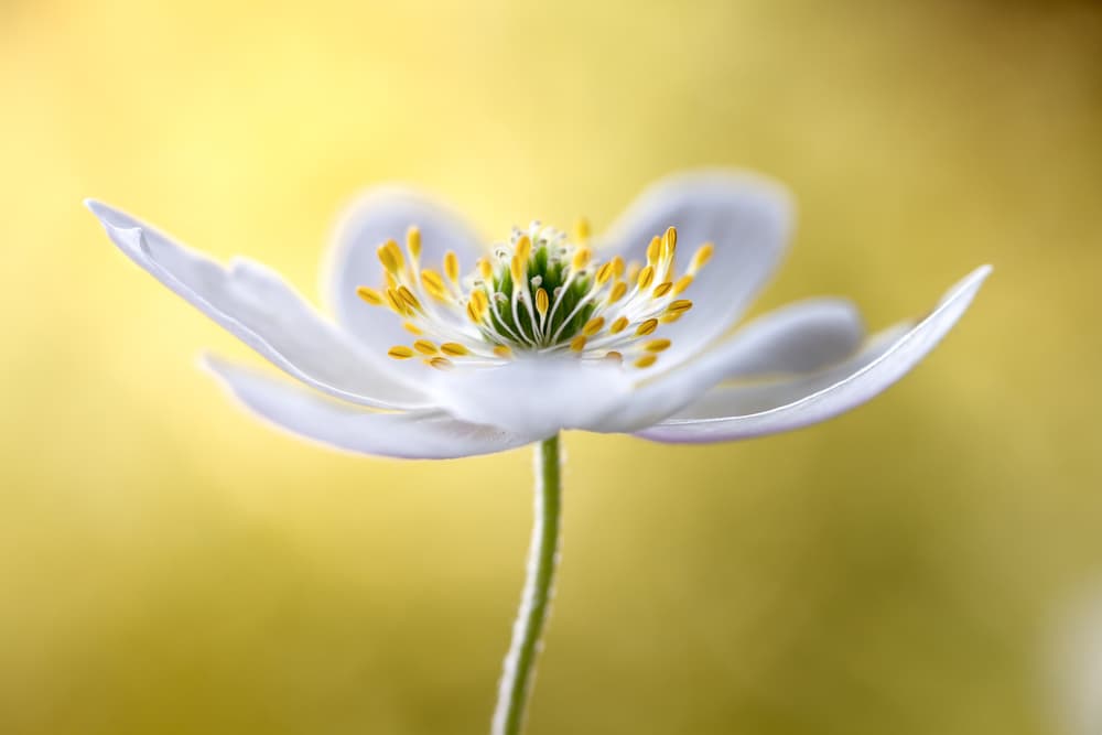 Wood Anemone by Mandy Disher — canvas wall art