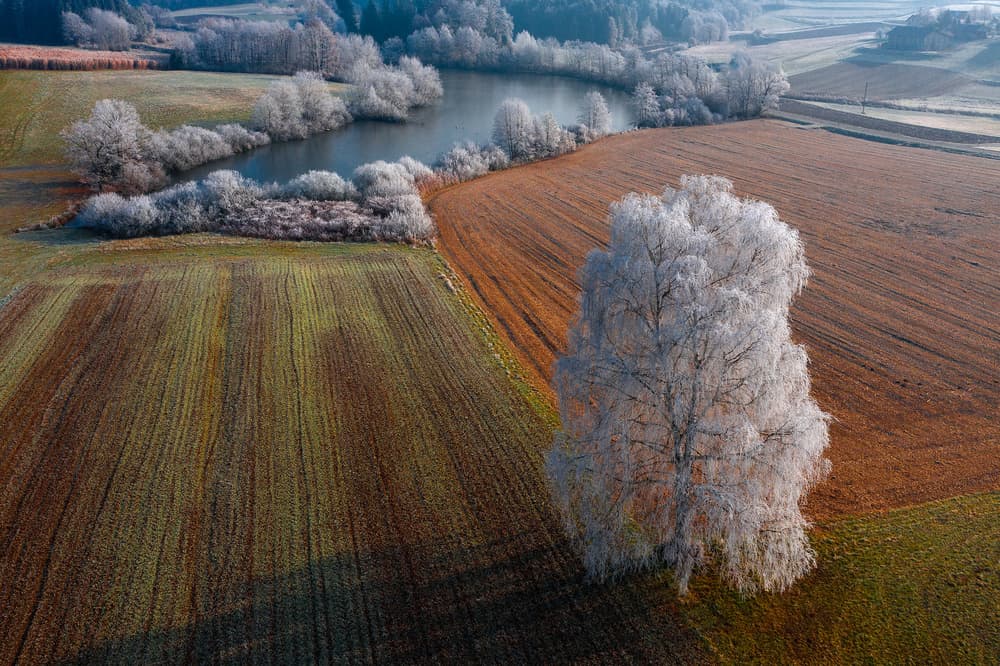 Frosted Tree Winter Fields by Jure Kravanja — canvas wall art