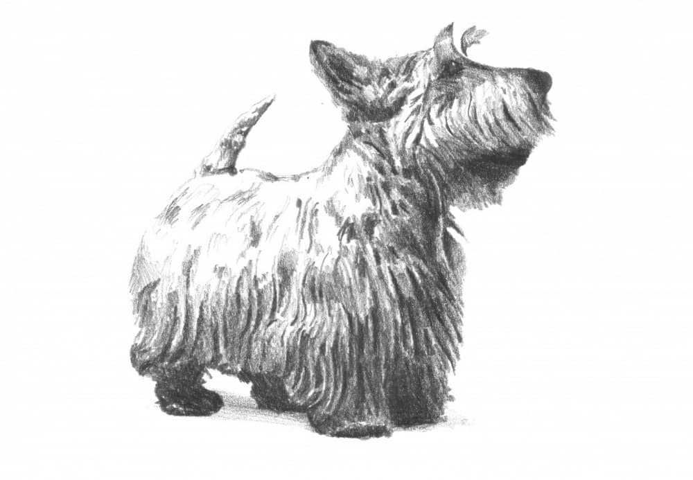 Scottish Terrier Sketch by Kulik — canvas wall art