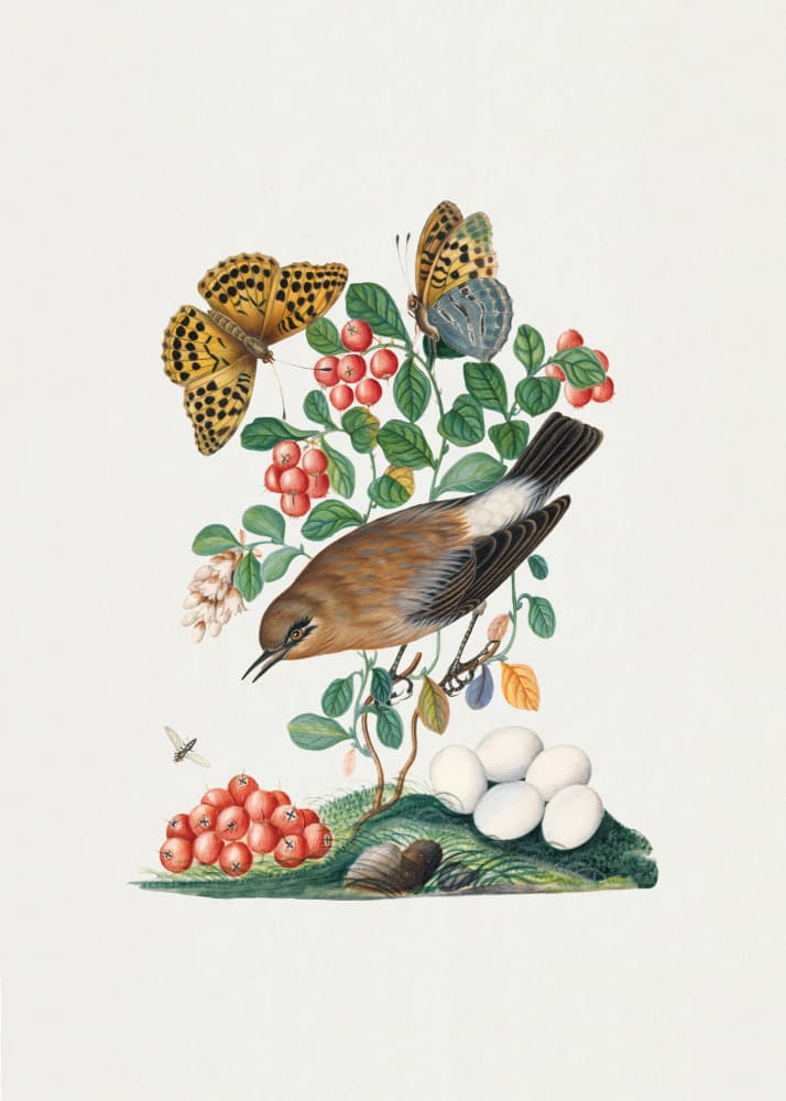 Northern Wheatear by James Bolton — canvas wall art
