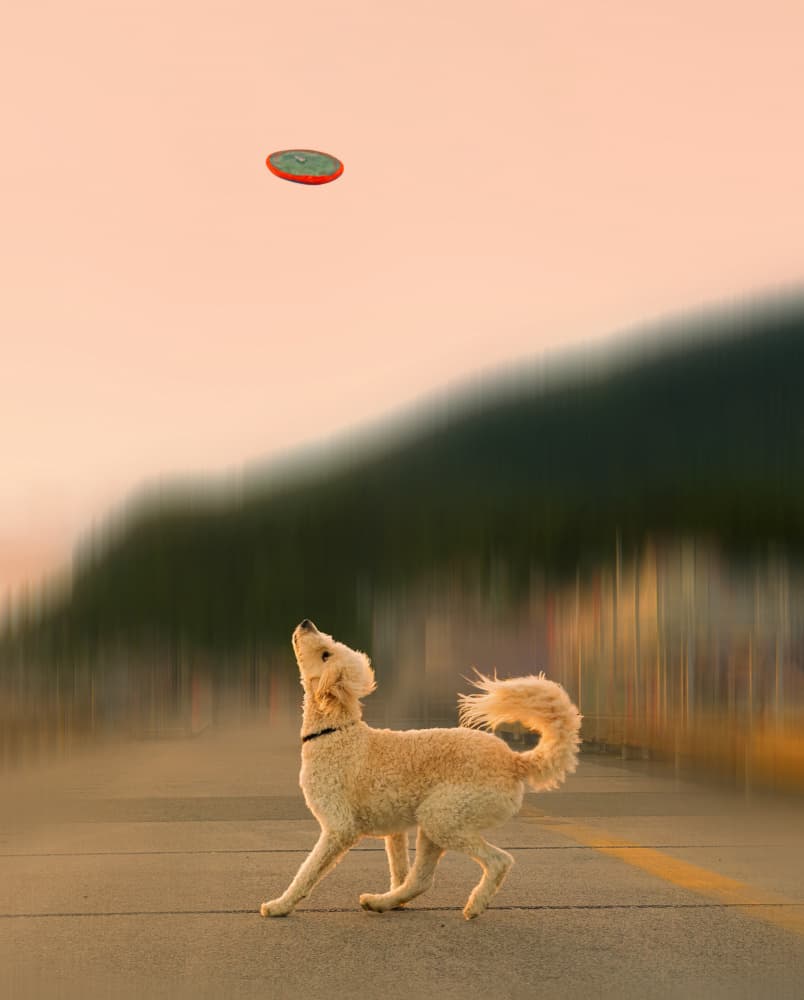 Playful Dog Catching Frisbee by Qing Zhao — canvas wall art