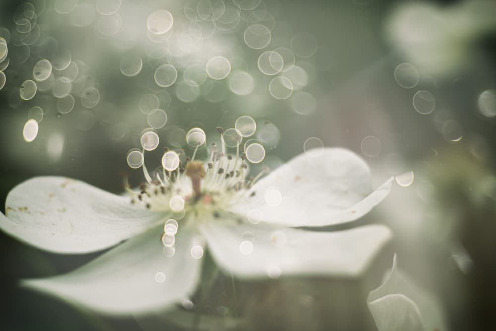 Dreamy White Blossom by Igor Kopcev — canvas wall art