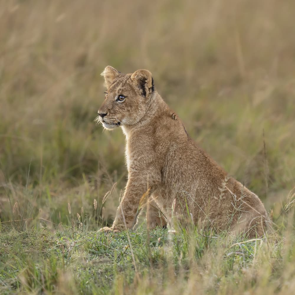 Watchful Lion Cub by Saurabh Dhanorkar — canvas wall art
