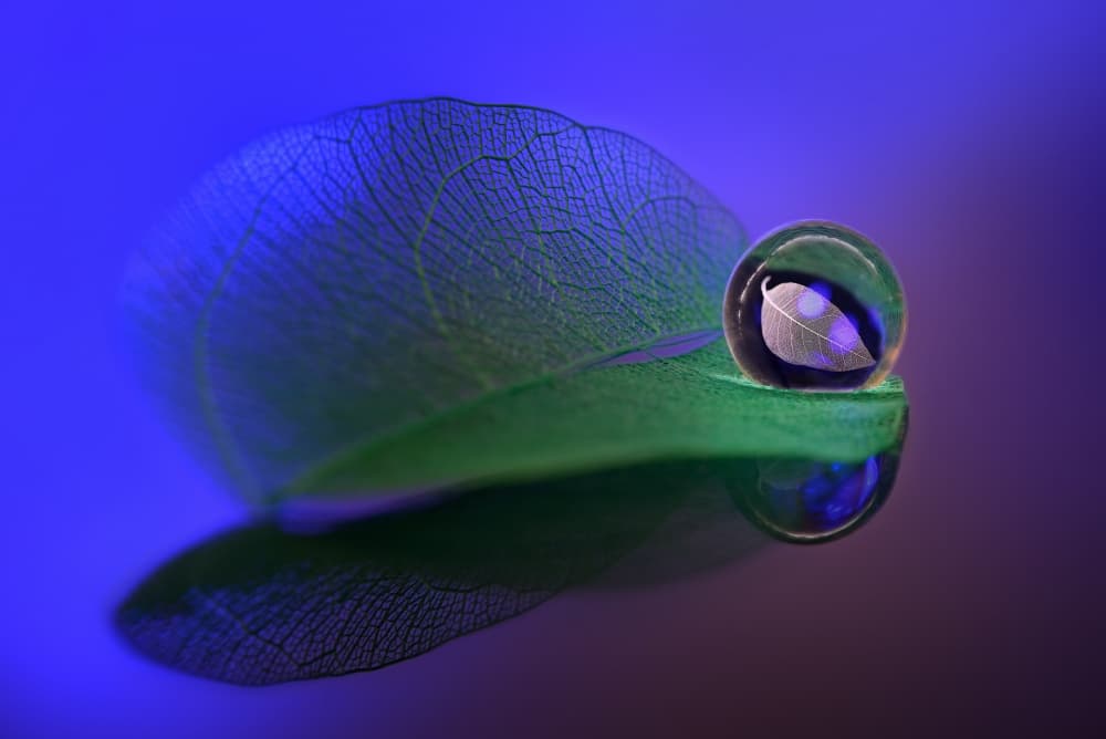 Delicate Leaf Glass Orb by Sophie Pan — canvas wall art