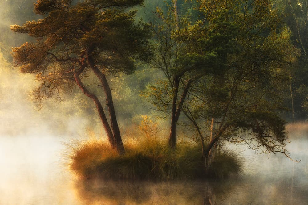 Misty Island Trees by Anton van Dongen — canvas wall art