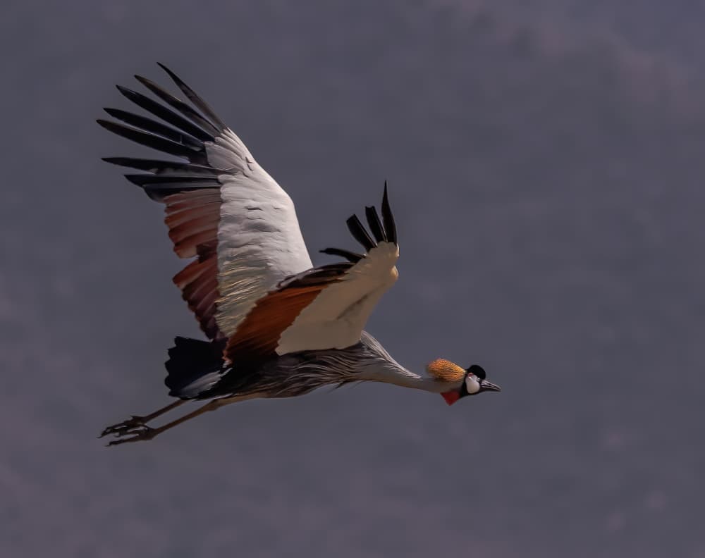 Majestic Crane Flight by Jenny Qiu — canvas wall art