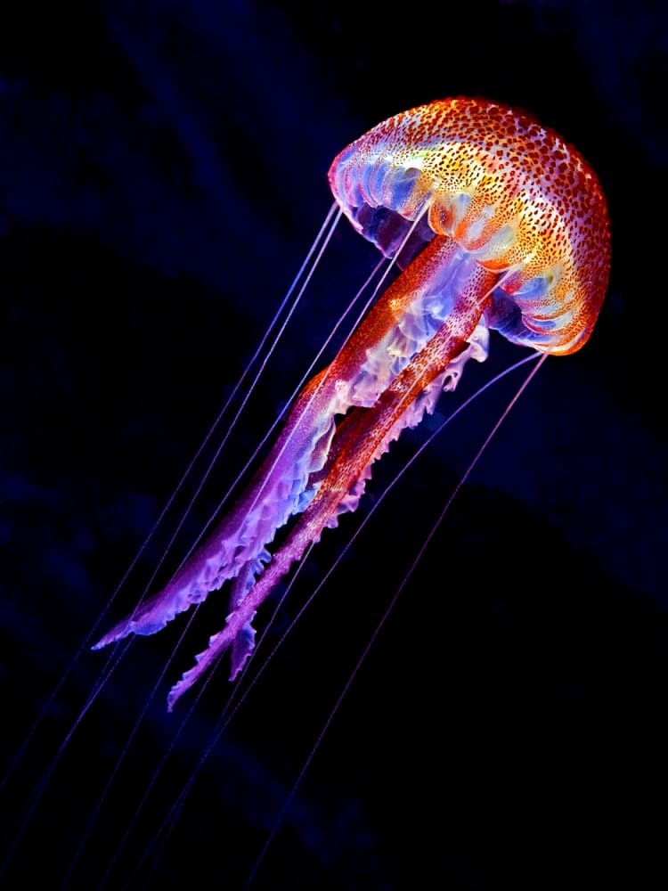 Glowing Deep Sea Jellyfish by Henry Jager — canvas wall art