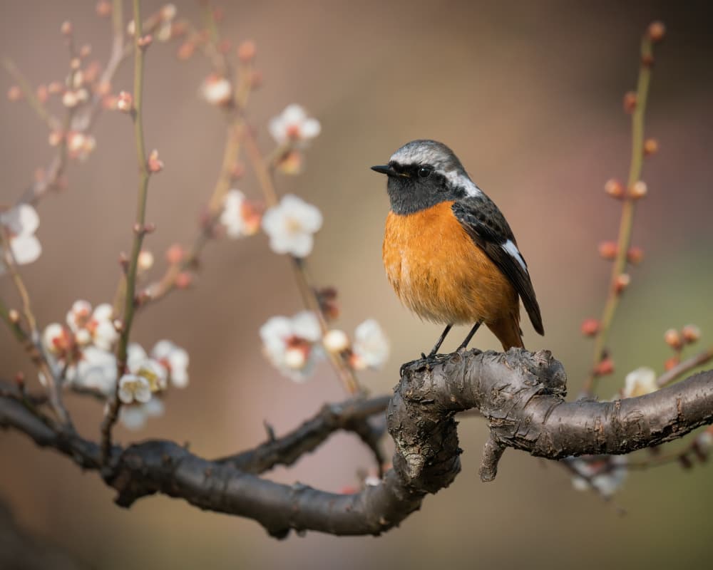 Orange Redstart Spring Blossoms by Vu van quan — canvas wall art