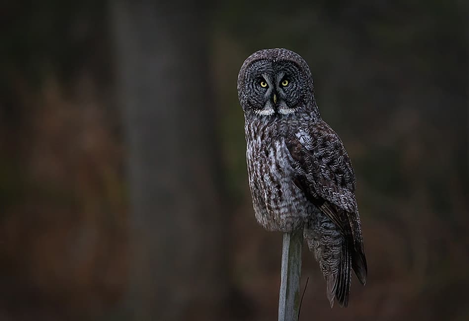 Watchful Great Gray Owl by Fabiola Forns — canvas wall art