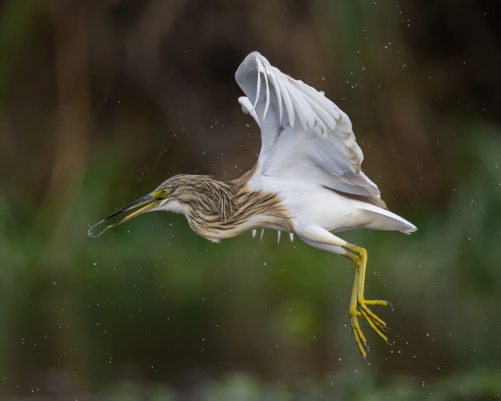 Flying Heron Splash by Ahmed Elsheshtawy — canvas wall art